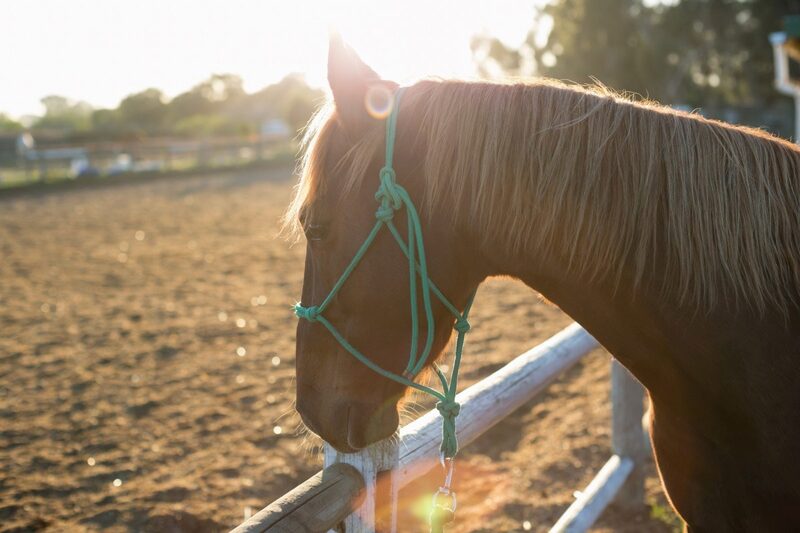 Why Bitless Bridles Are Rising – And When They Actually Make Sense