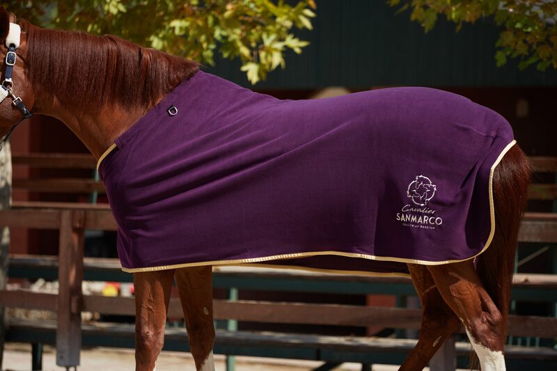 TORONTO PURPLE/GOLD FLEECE BLANKET