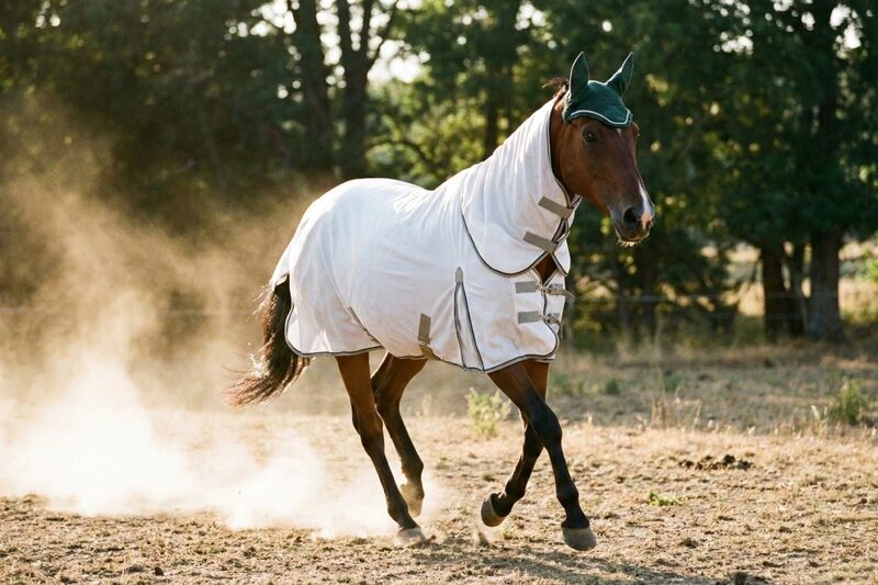 Fly Mask & Fly Rug Guide: How to Choose the Right Level of Protection in Fly Season?